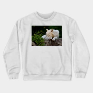 Arctic Wolf Crewneck Sweatshirt